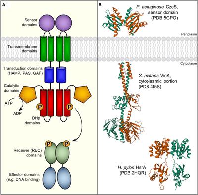 Two-component regulatory systems in Helicobacter pylori and Campylobacter jejuni: Attractive targets for novel antibacterial drugs